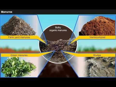Fertilization and Soil Management: Maximizing Crop Yield and Sustainability